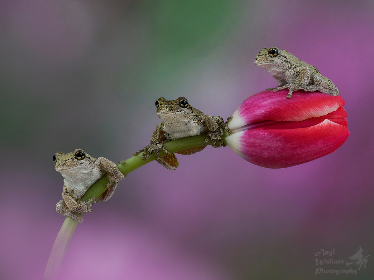 Gray tree frogs