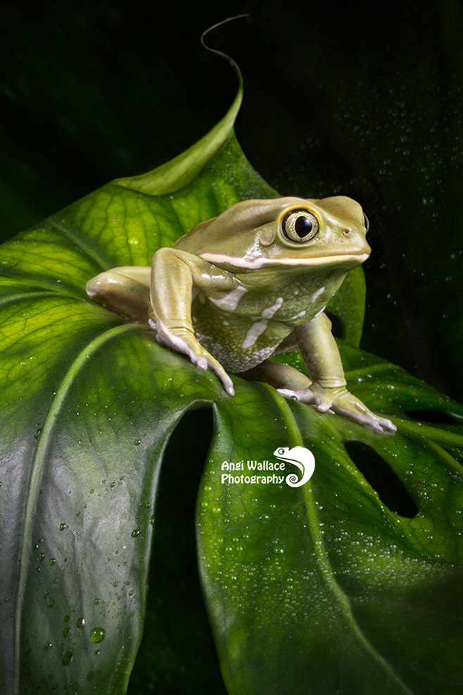 Waxy monket tree frog