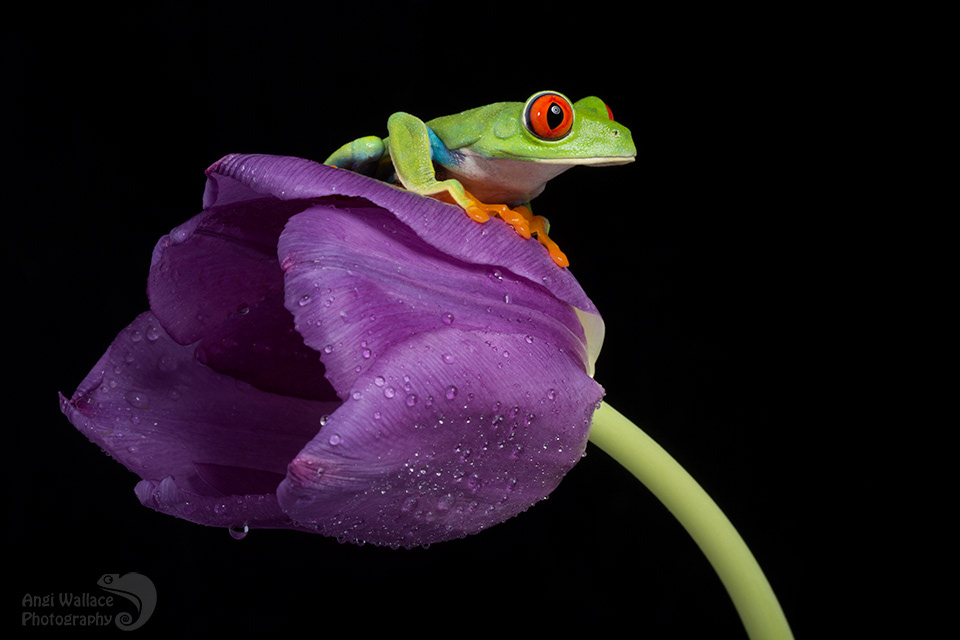 Red eyed tree frog