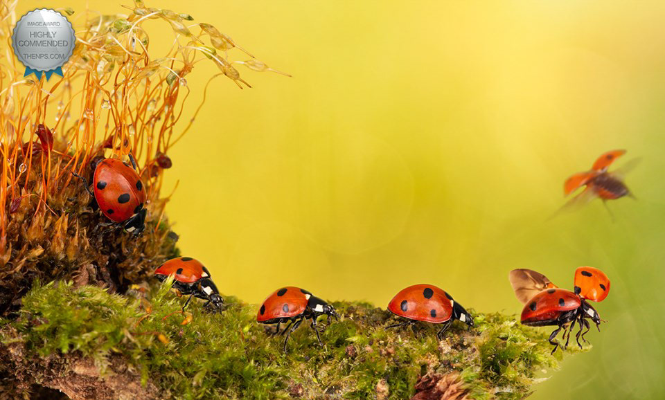 Ladybirds