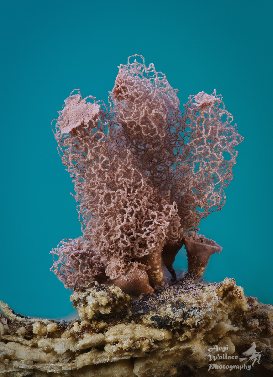 Arcyria incarnata