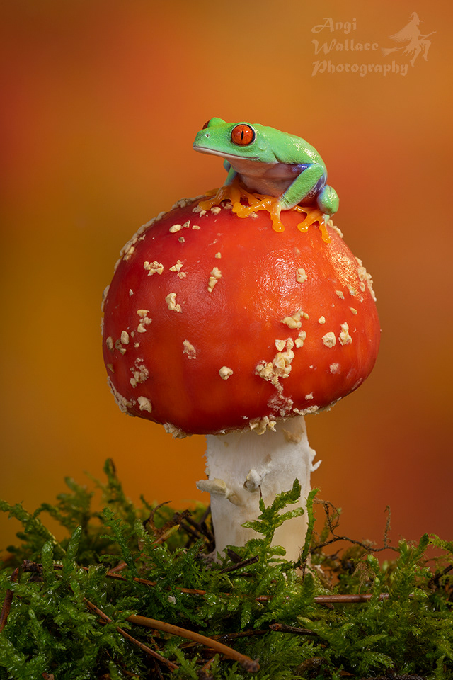 Red eyed tree frog