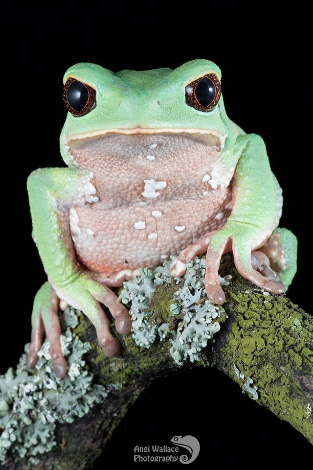 Trinadadian frog
