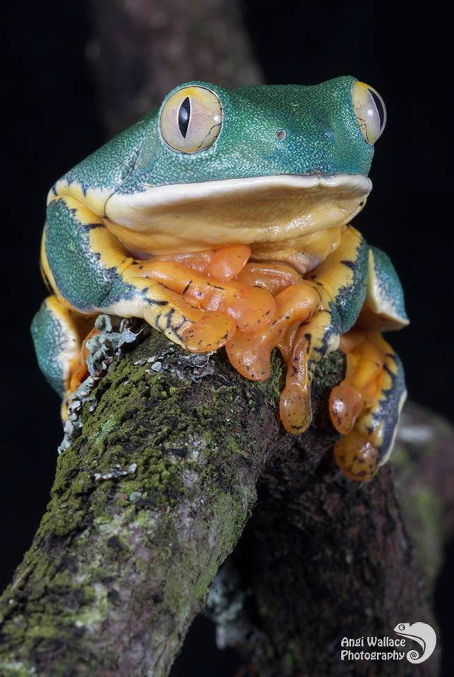 Fringes leaf frog