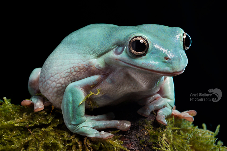 Whites tree frog