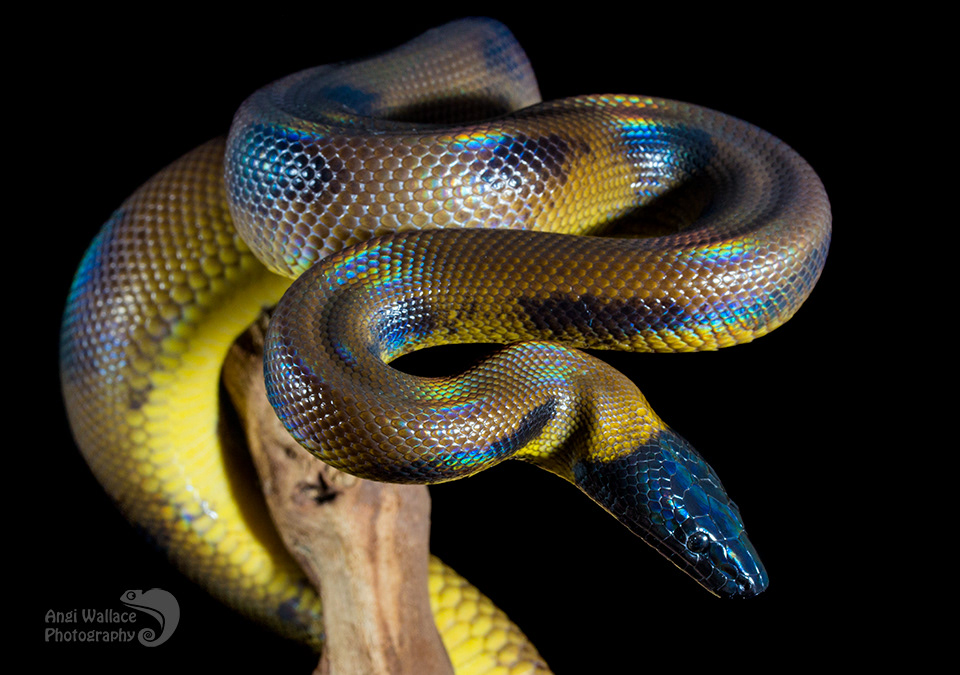 White lipped python
