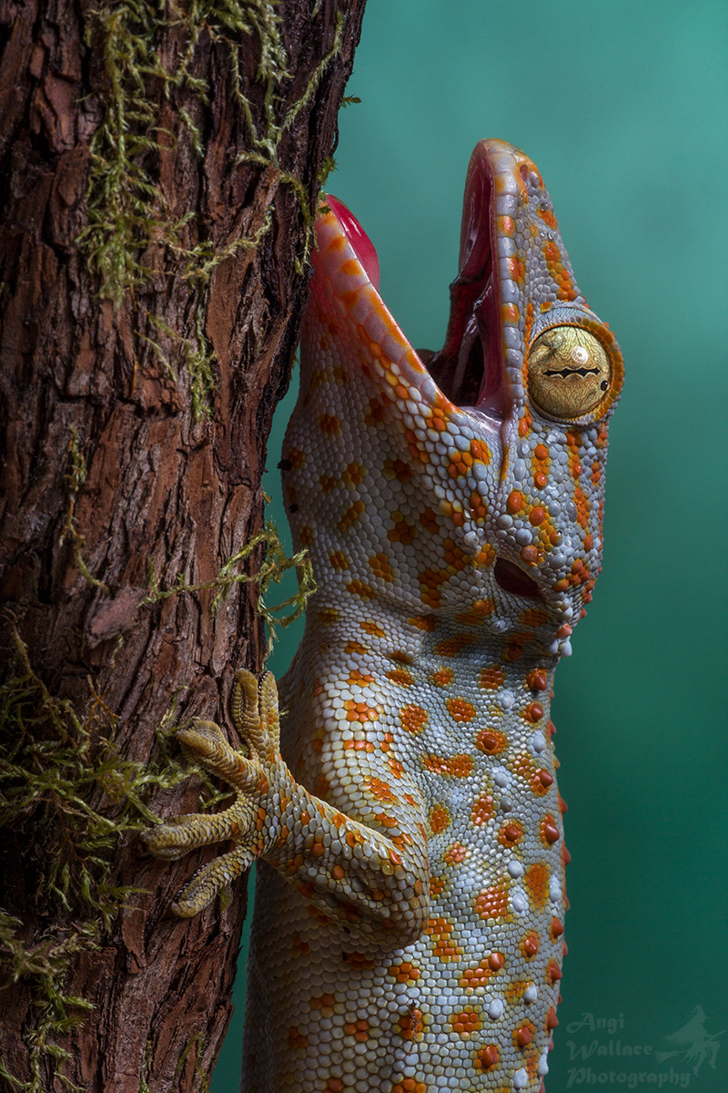 Tokay gecko