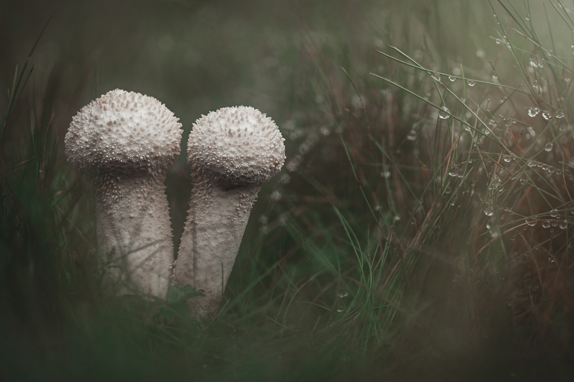 Common puffballs