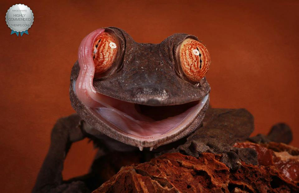 Leaf tailed gecko