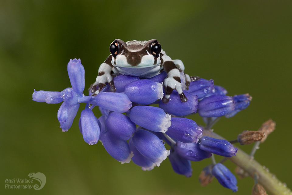 Amazon milk frog