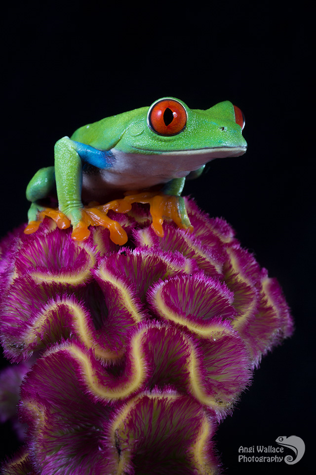 Red eyed tree frog