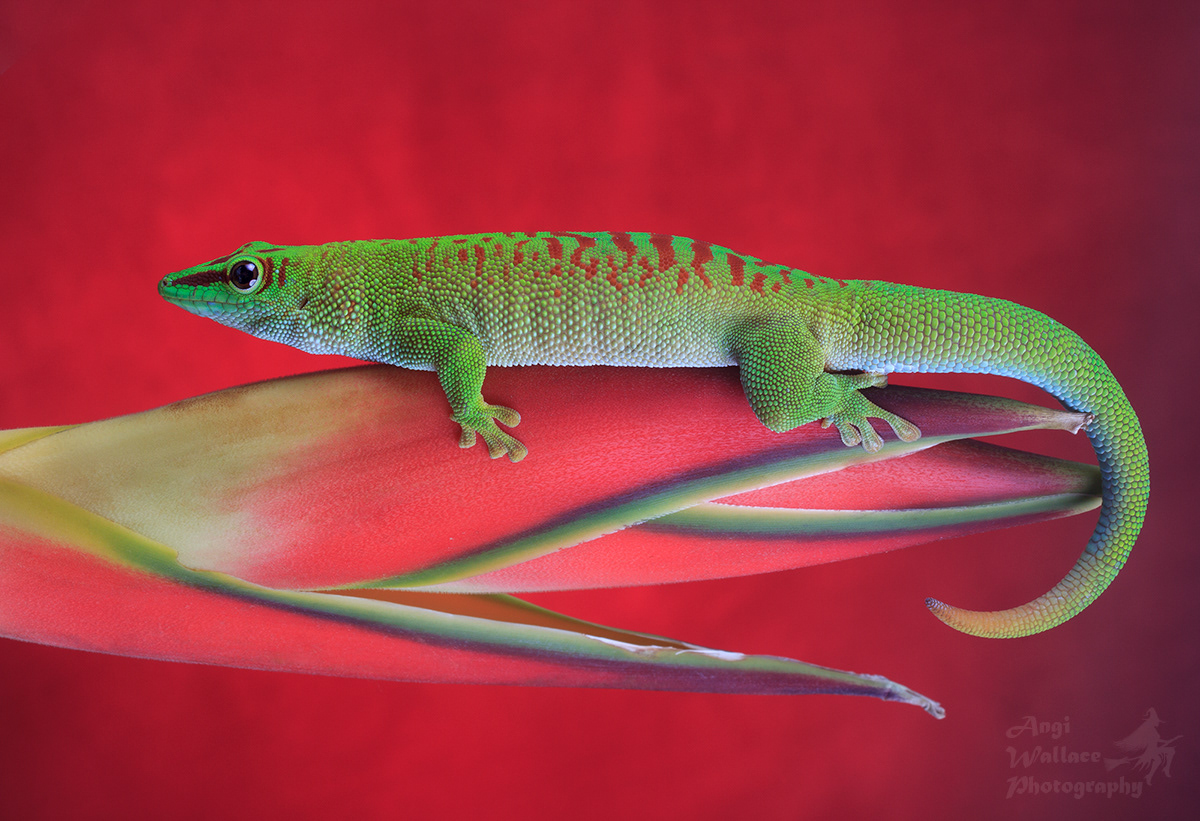 Madagascan day gecko