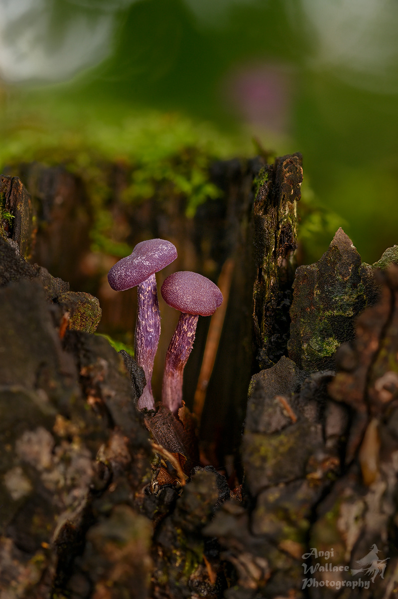 Amethyst deceivers