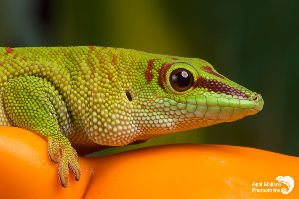 Madagascan day gecko