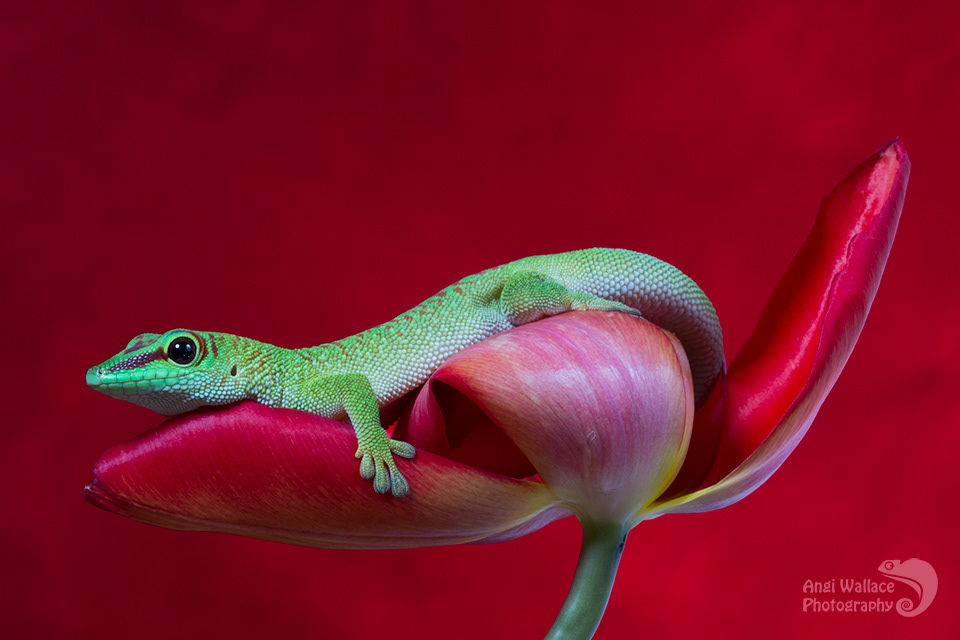 Madagascan day gecko