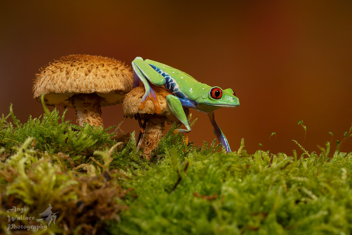 Red eyed tree frog