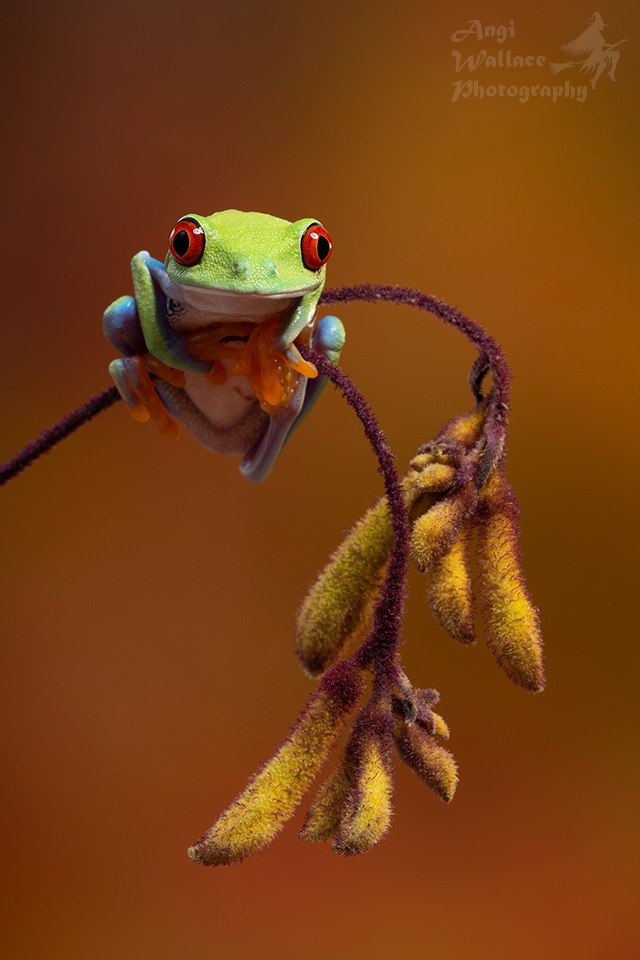 Red eyed tree frog