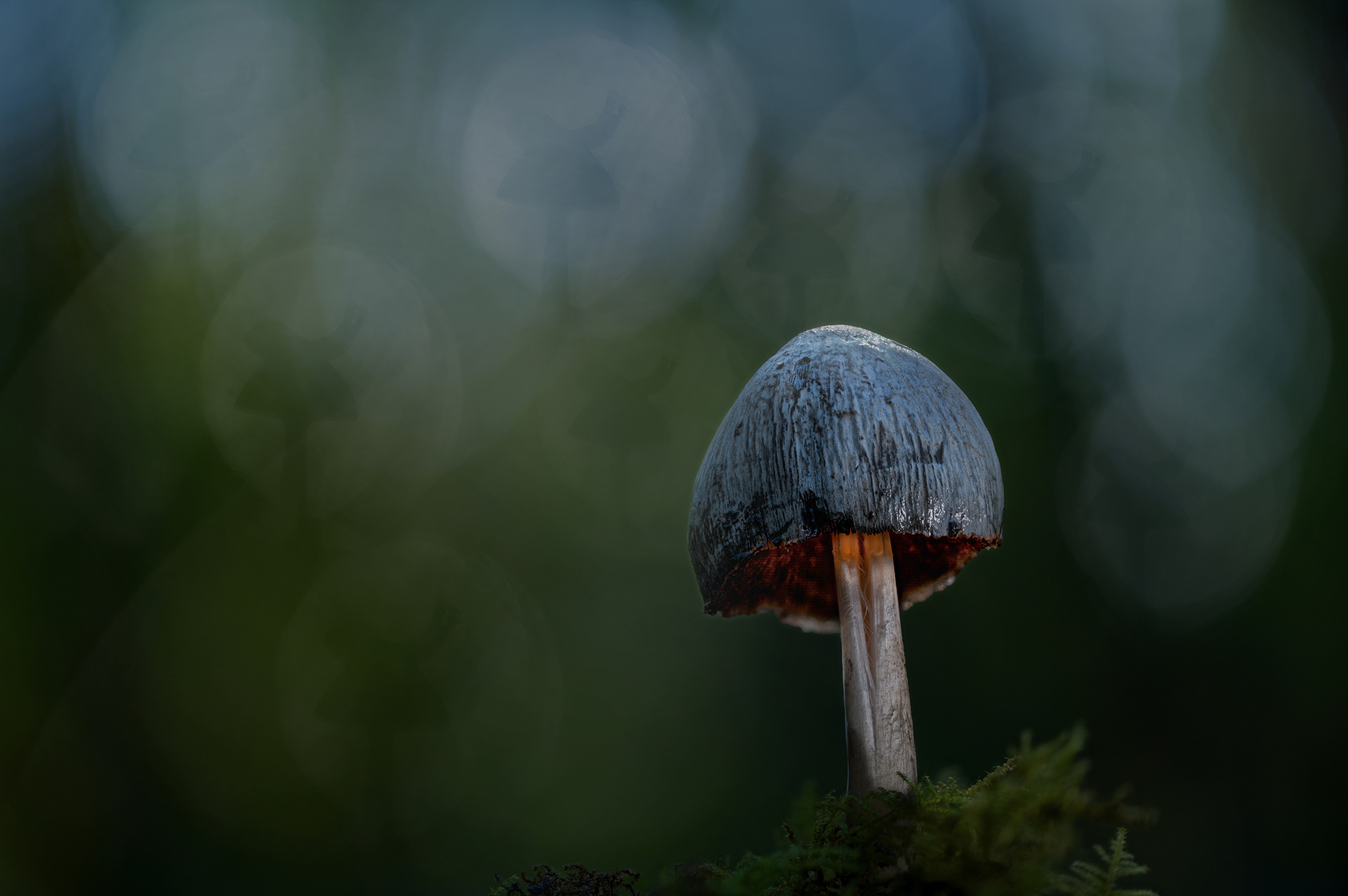 Inkcap