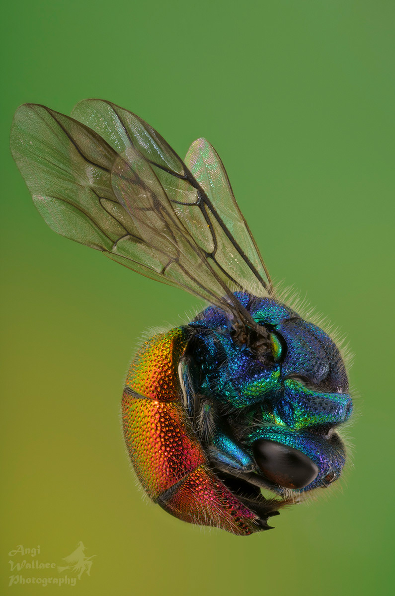 Cuckoo wasp
