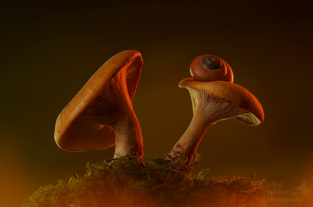 Milk caps