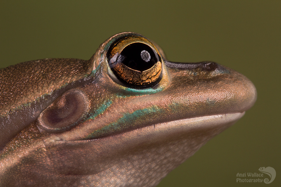 Green & gold bell frog