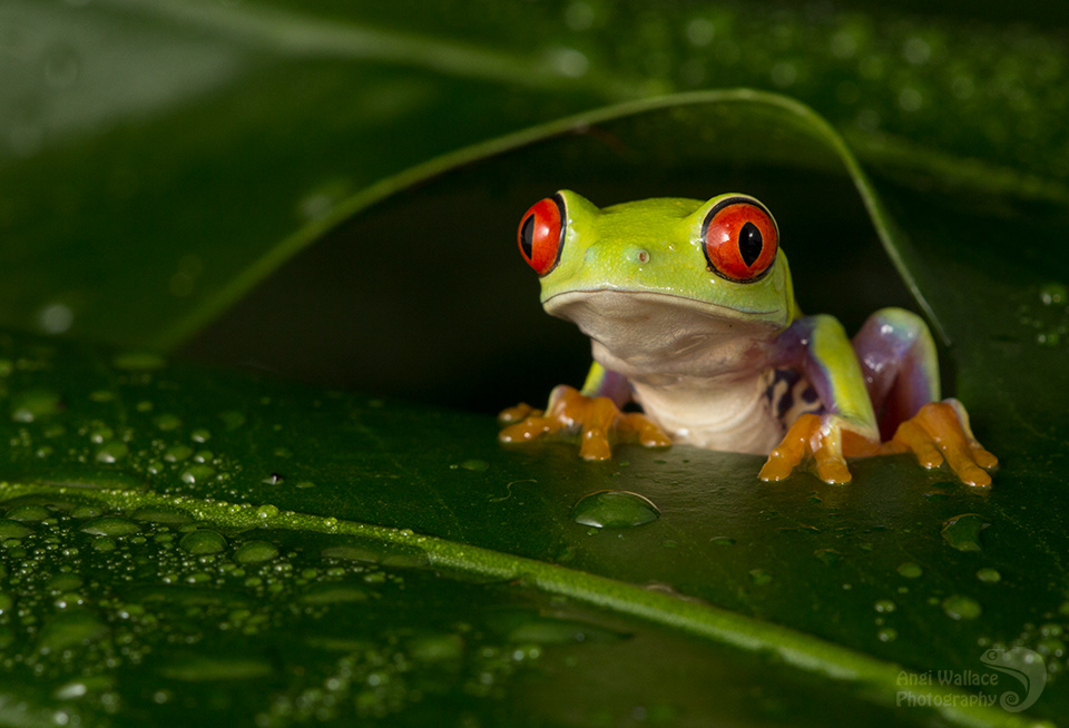 Red eyed tree frog