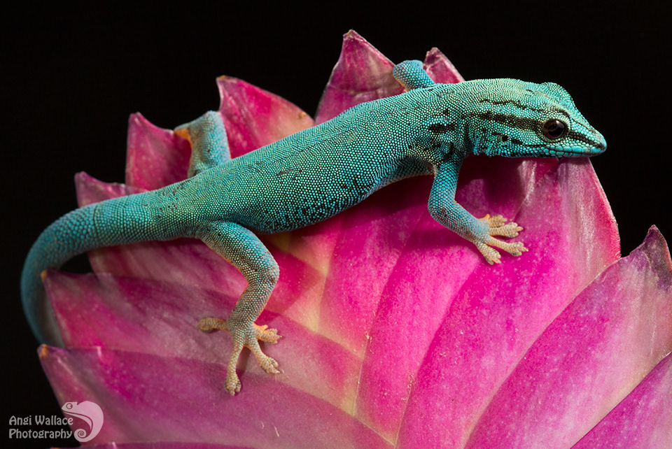 Electric blue gecko