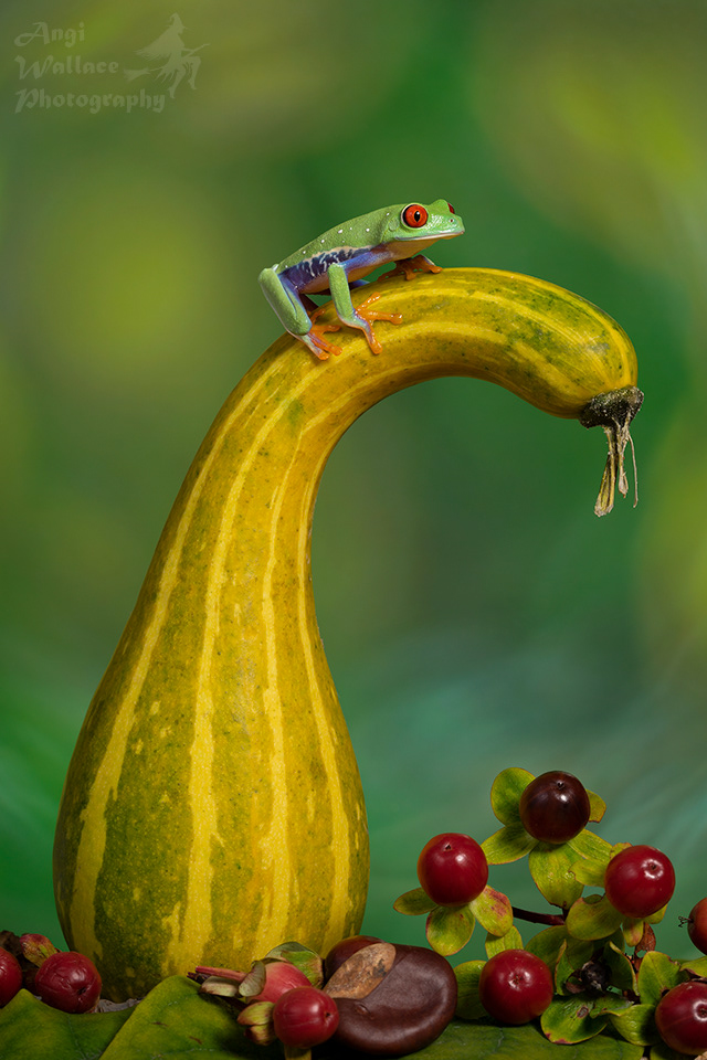 Red eyed tree frog