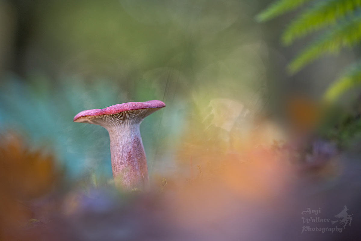 Russula