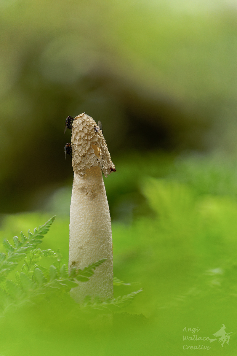 Common stink horn 
