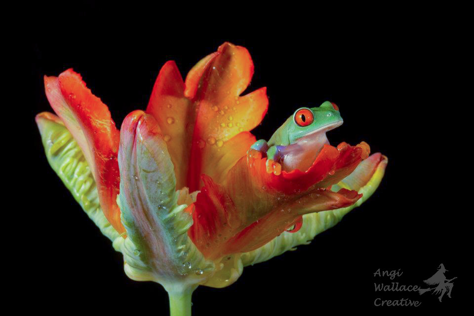 Red eyed tree frog