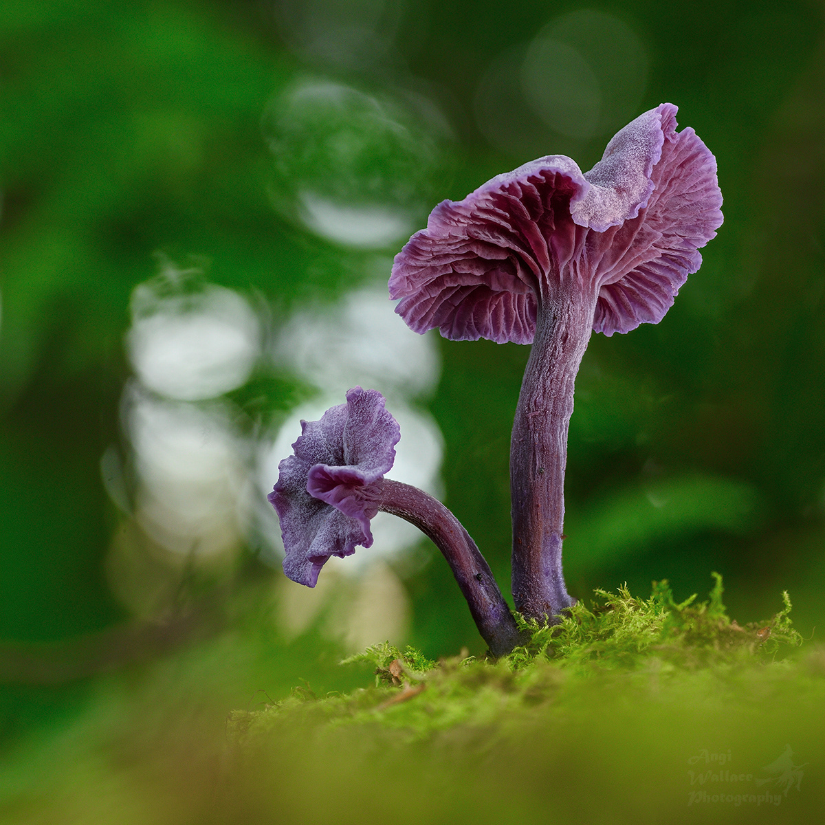 Amethyst deceviers