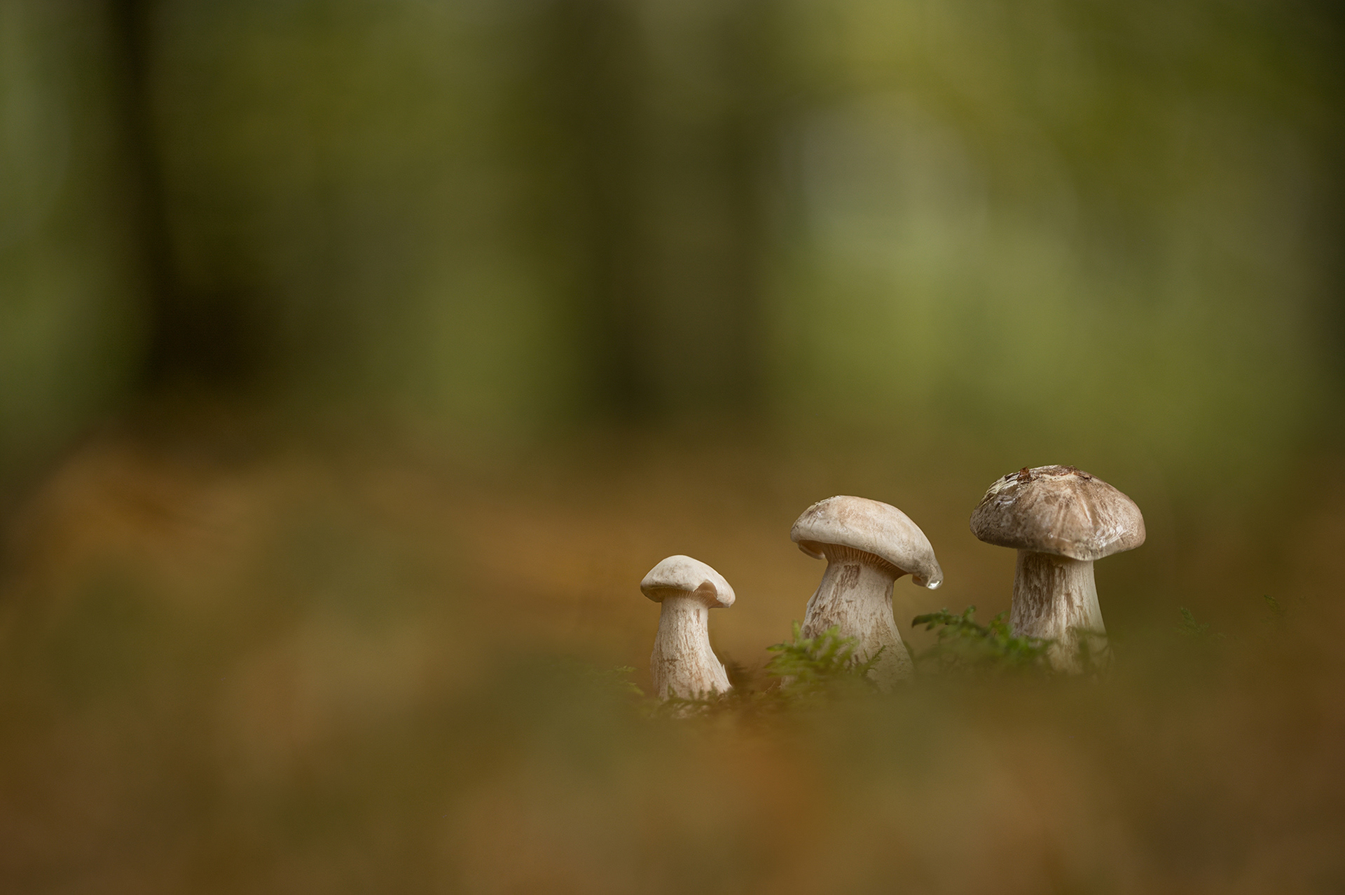 Clouded agarics