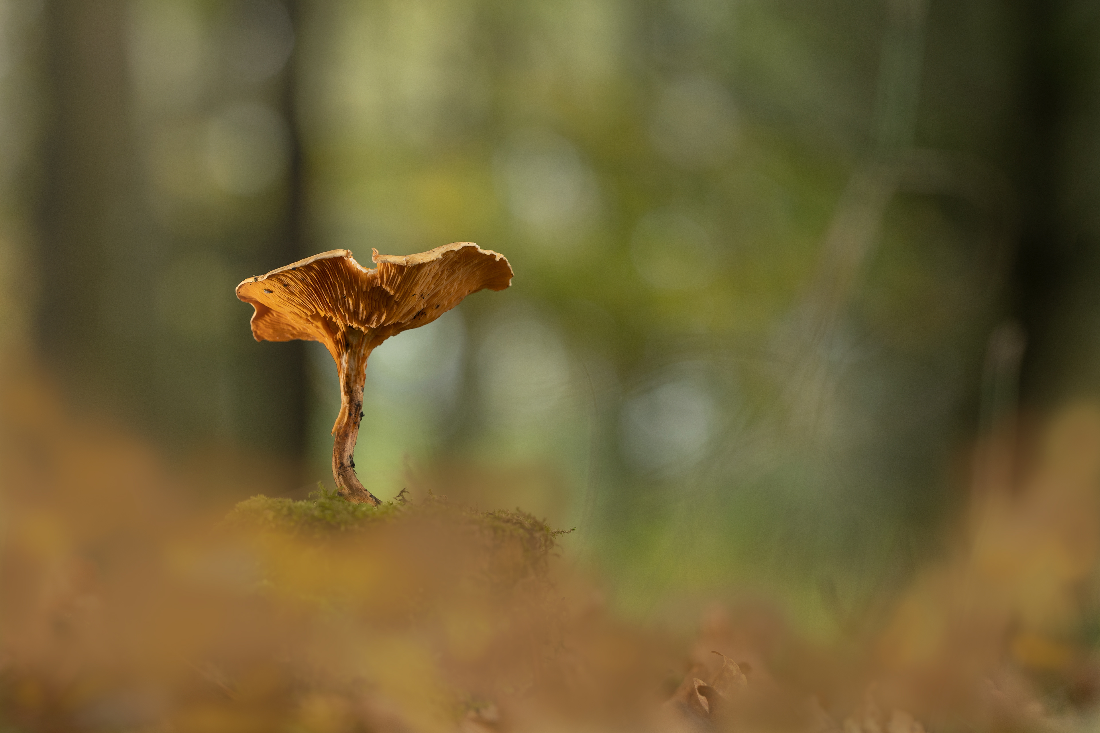 False chanterelle