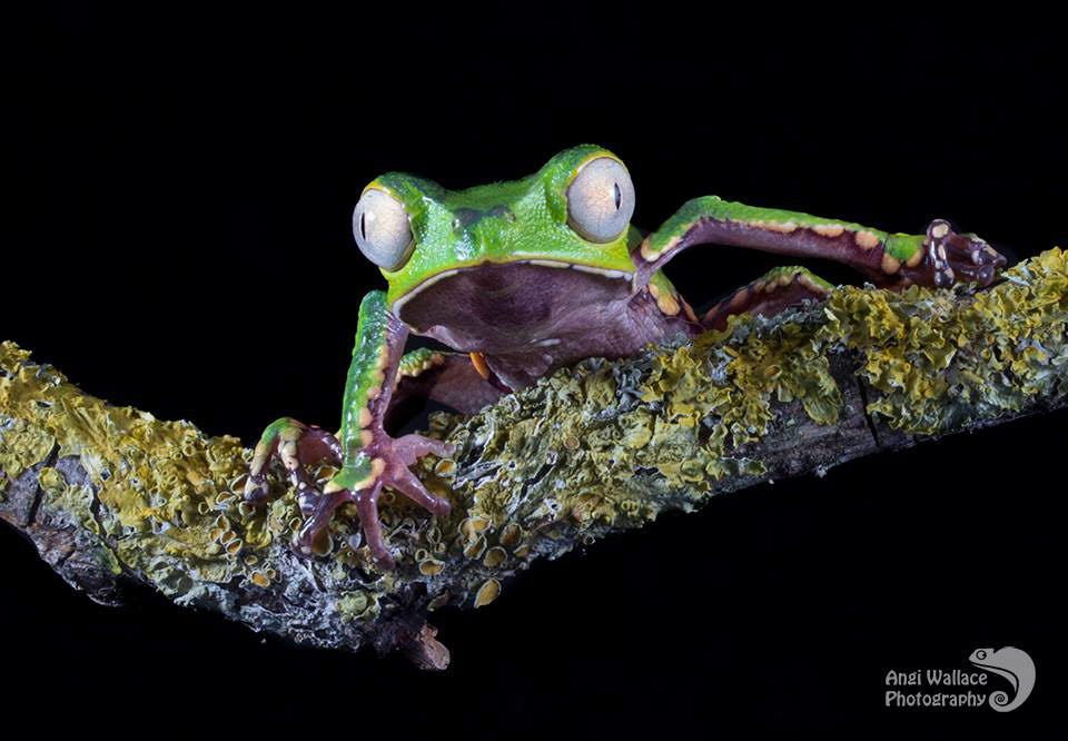 Globe eyed frog