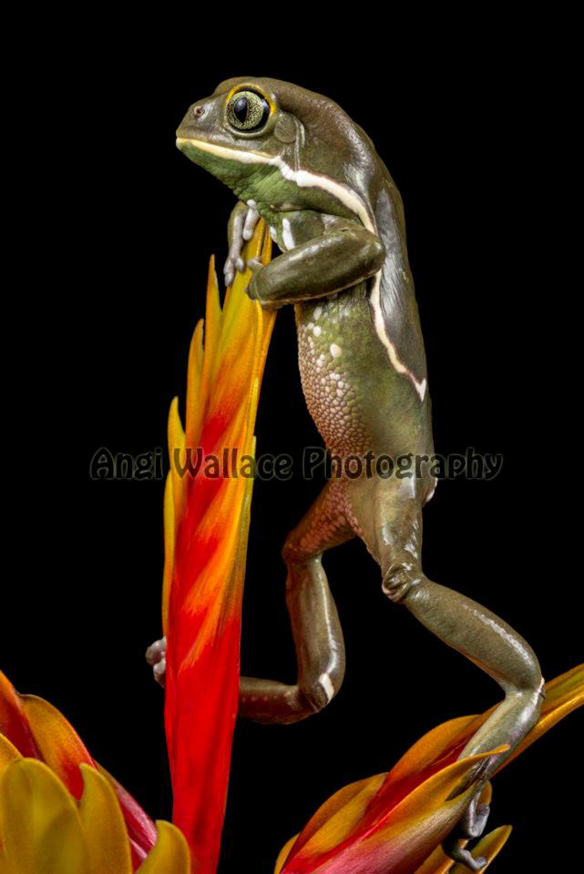 Painted waxy monkey frog
