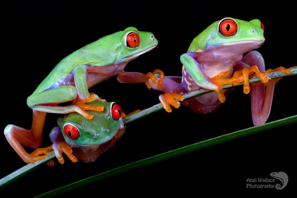 Red eyed tree frog
