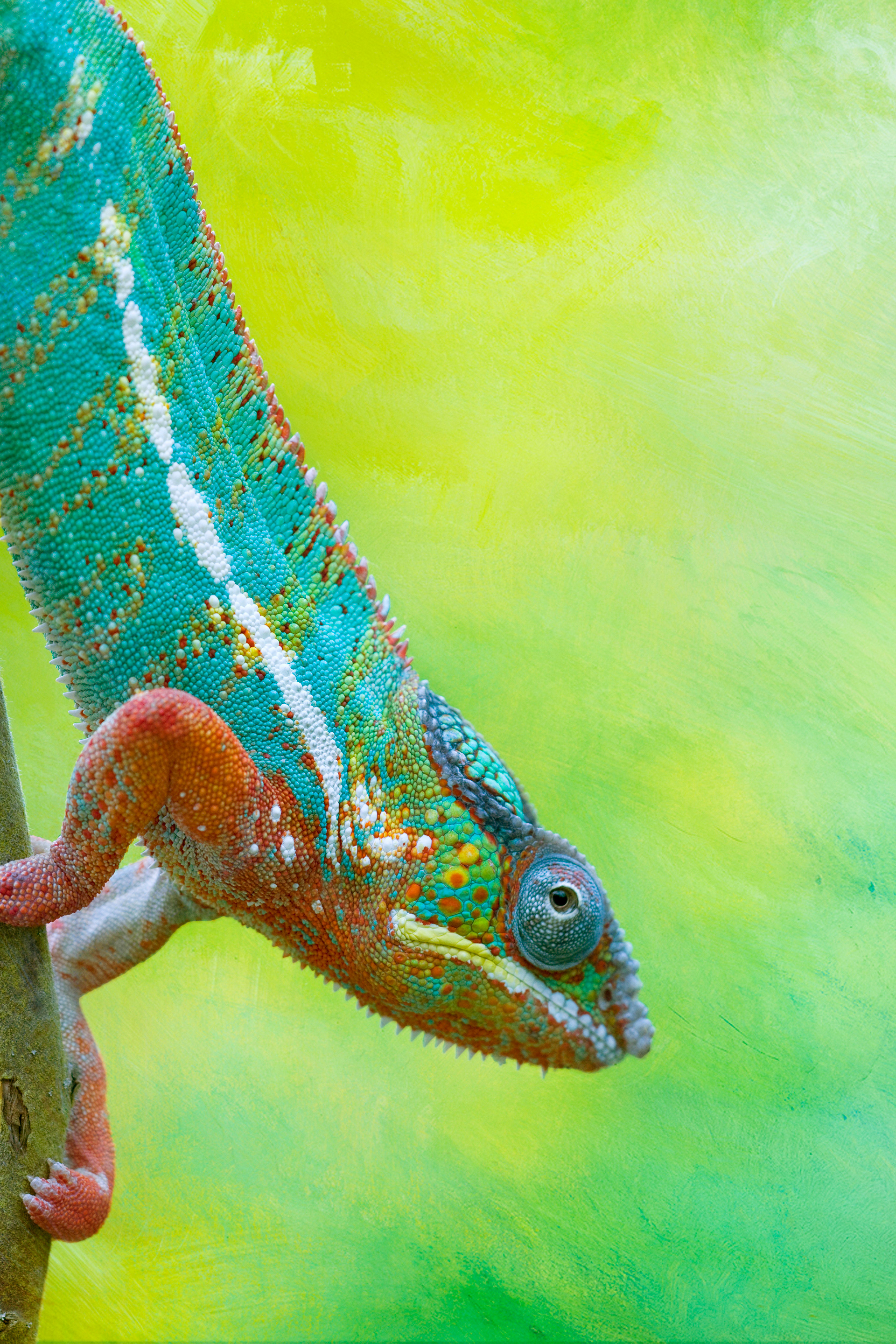 Panther chameleon