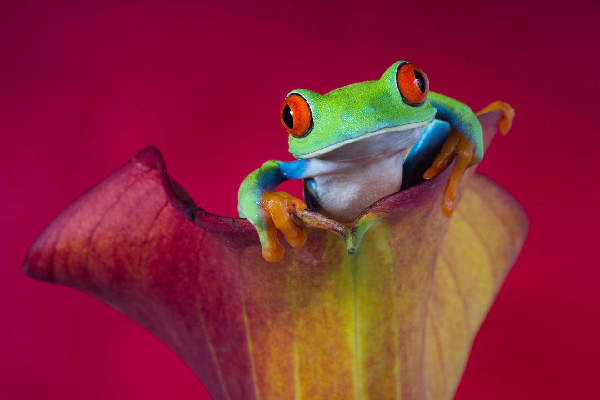 Red eyed tree frog