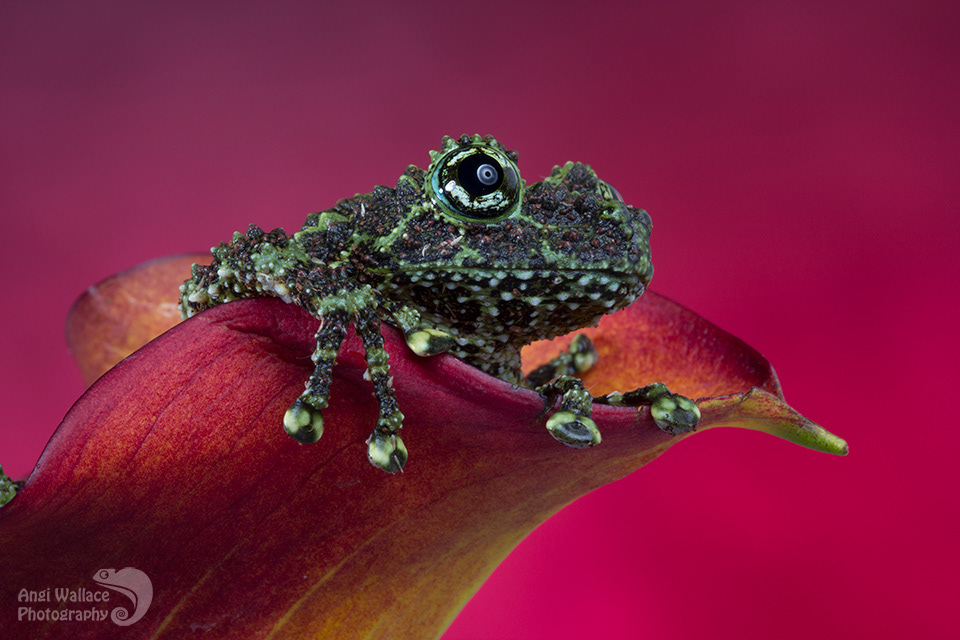 Vietnamese mossy frog