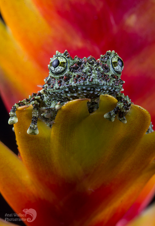 Vietnamese mossy frog
