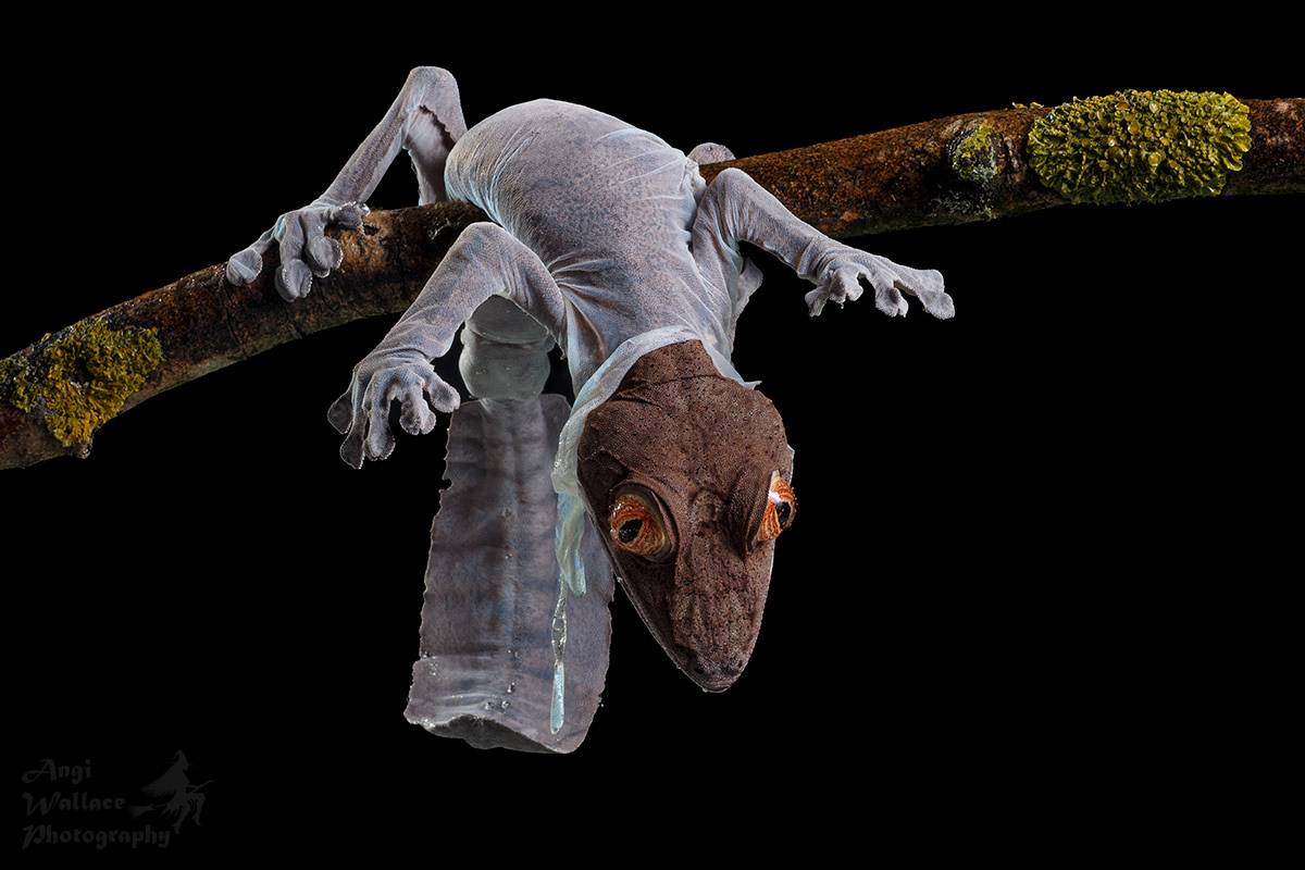 Giant leaf tailed gecko