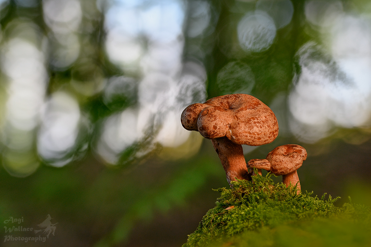 Oakbug milkcap