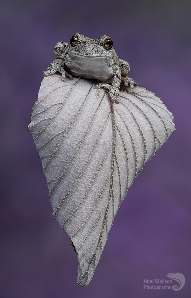 Gray tree frog