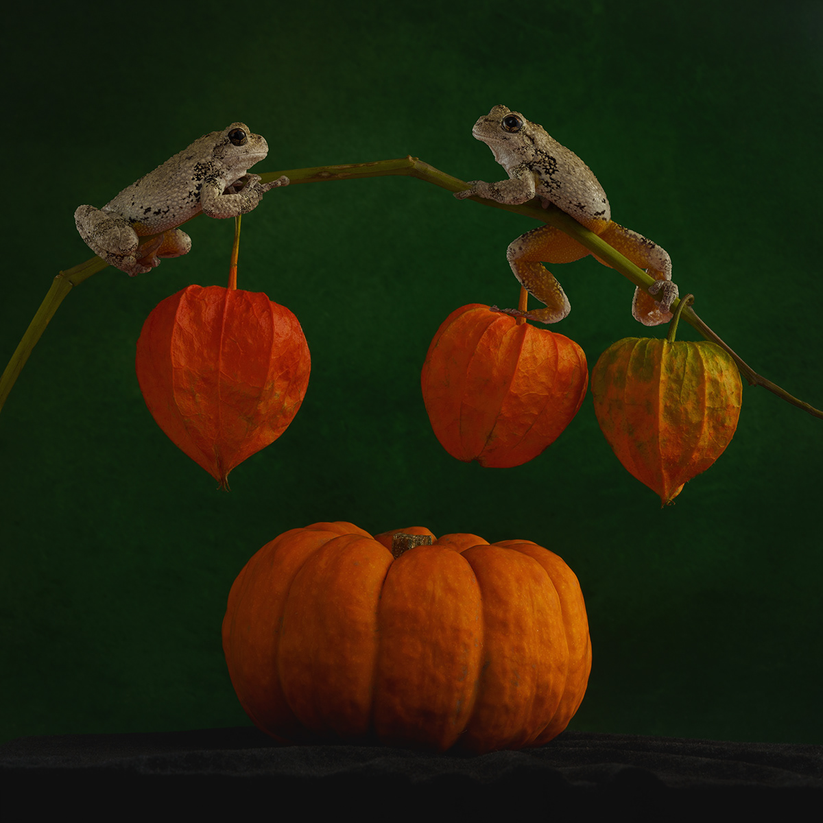 Gray tree frogs