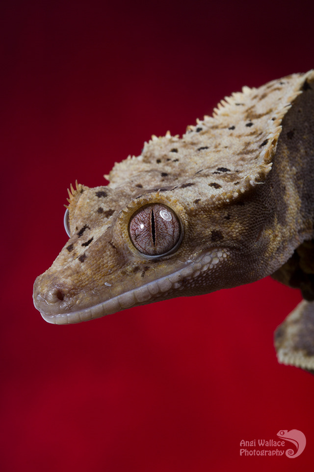 Crested gecko