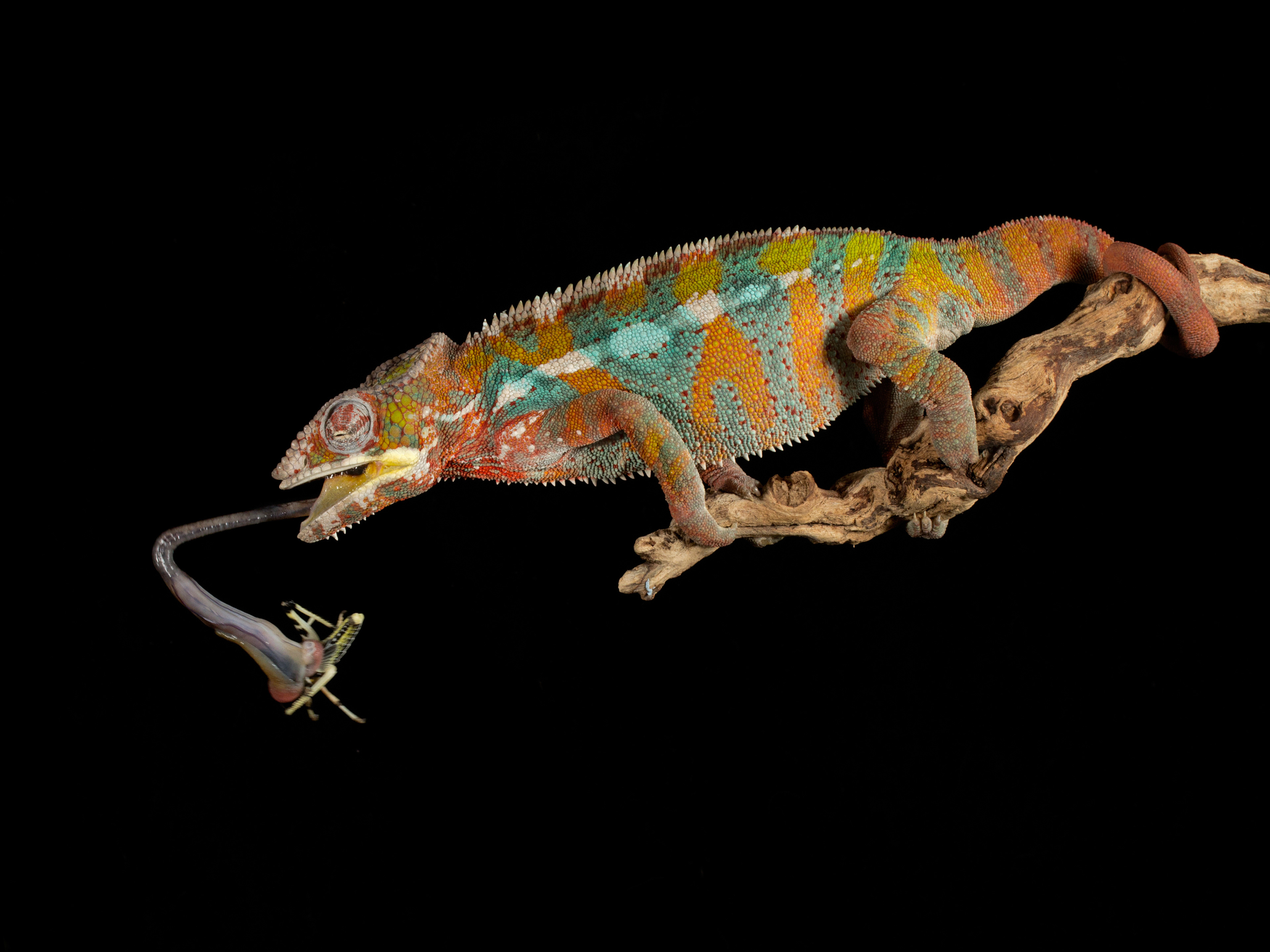 Panther chameleon