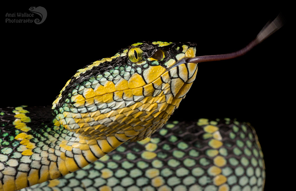 Waglers pit viper