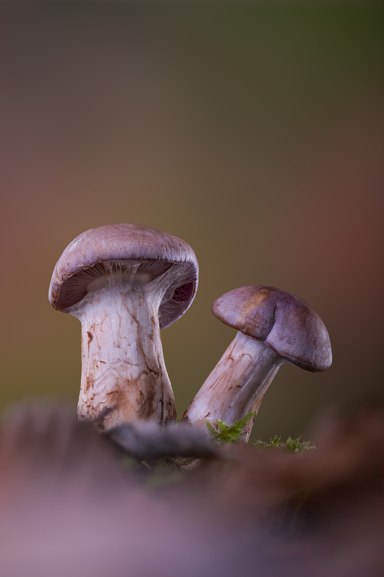 Webcaps