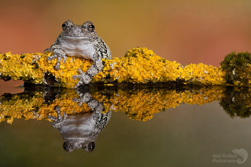 Gray tree frog